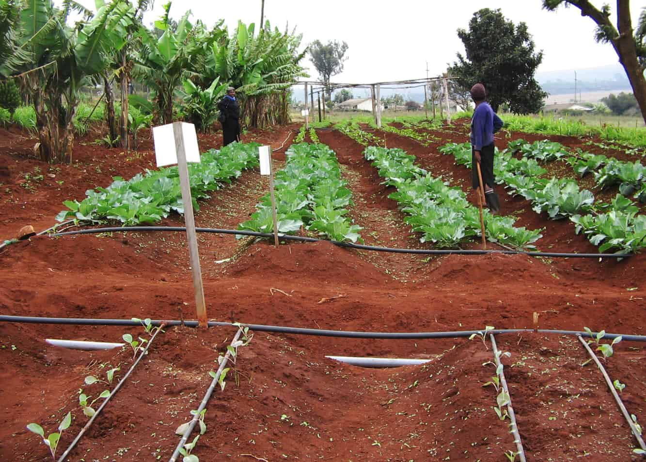 Waadada Farm in Kenya
